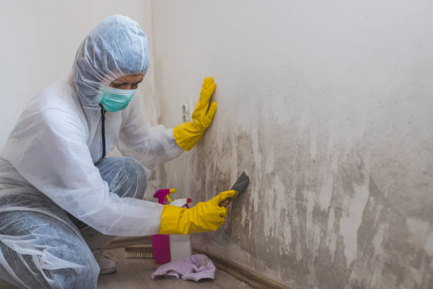 Professional Mold Removal in Surprise, AZ