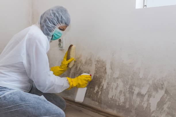 Professional Mold Removal in Surprise, AZ