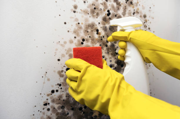 Mold Removal Process in Surprise, AZ